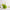 Lucky Drops Opaque Lime Green Paperweight Collection | Handmade by Llewelyn Ash - Coffe Table Art 